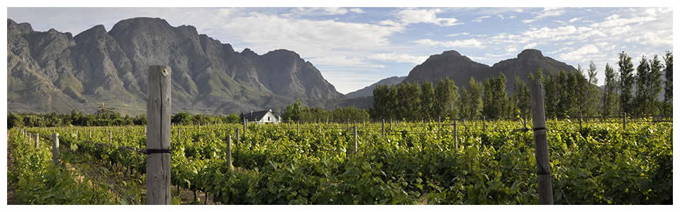 Full Day Wine Tours Franschhoek